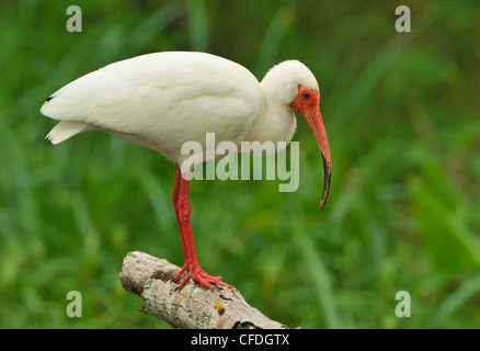 Weißer Ibis (Eudocimus Albus) - South Padre Island Texas, Vereinigte Staaten von Amerika Stockfoto