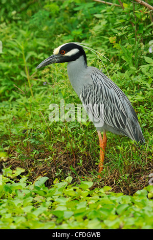 Gelb-gekrönter Nachtreiher (Nyctanassa Violacea) am Brazos Bend State Park, Texas, Vereinigte Staaten von Amerika Stockfoto