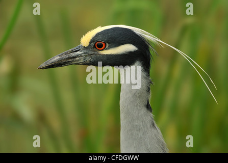 Gelb-gekrönter Nachtreiher (Nyctanassa Violacea) am Brazos Bend State Park, Texas, Vereinigte Staaten von Amerika Stockfoto