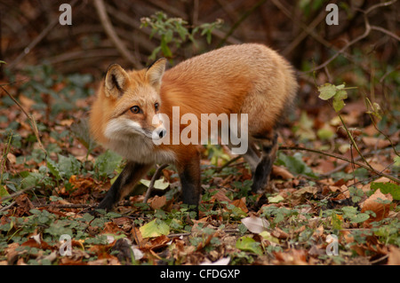 Rotfuchs im Herbst Blätter Ohio Stockfoto