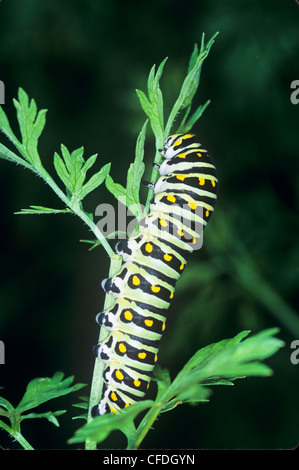 Östlichen schwarzen Schwalbenschwanz-Larve, (Papilio Polyxenes), Raupe Stockfoto