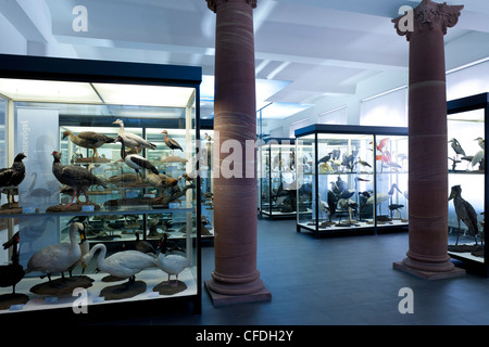 Senckenberg Museum, Anseriformes, Vogel mit der klassischen didaktische Ausstellung mit der Artenvielfalt der Vögel, Frankfurt Am Main Hall, Stockfoto