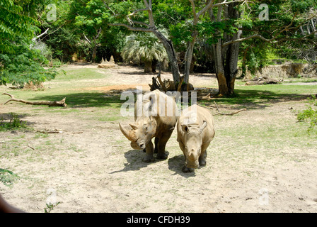 Animal Kingdom im Walt Disney World Resort, allgemein bekannt als Walt Disney World und informell als Disney World. Stockfoto