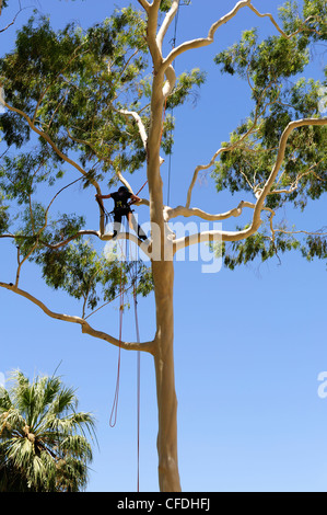 Frau Baumpfleger oder Obstbauer in Zitrone duftenden Gum (Corymbia Citriodora), Kings Park, Perth, Western Australia Stockfoto