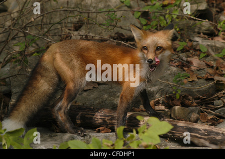 Rotfuchs im Feld Ohio Jagd Mund lecken Stockfoto