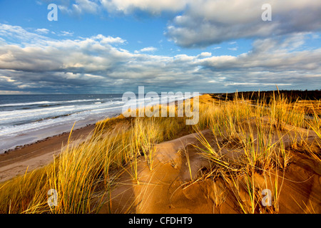 Sanddüne, Cavendish Beach, Prince Edward Island National Park, Prince Edward Island, Canada Stockfoto