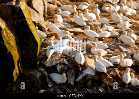 Basstölpel (Morus Bassanus), im Flug vom Cape St. Mary's ökologische Reserve, Neufundland und Labrador, Kanada Stockfoto