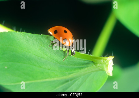 Seven-spotted Ladybug Käfer, (Coccinella septempunctata Stockfoto