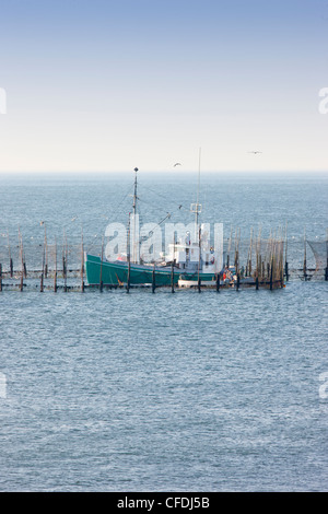 Angelboote/Fischerboote Ernte Hering aus Wehr Netzen, Deep Cove, Grand Manan Island, Bay Of Fundy, Nova Scotia, Kanada Stockfoto