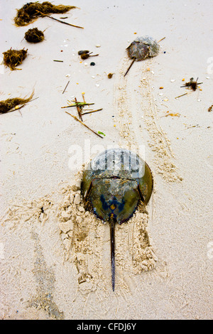 Atlantic Pfeilschwanzkrebse, (Limulus Polyphemus) kommen an Land zur Eiablage, DelewareBay, New Jersey, Vereinigte Staaten von Amerika Stockfoto