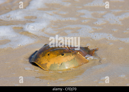 Atlantic Pfeilschwanzkrebse Limulus polyphemus Stockfoto