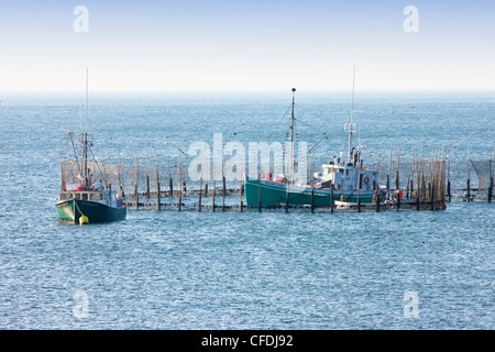 Angelboote/Fischerboote Ernte Hering aus Wehr Netzen, Deep Cove, Grand Manan Island, Bay Of Fundy, Nova Scotia, Kanada Stockfoto