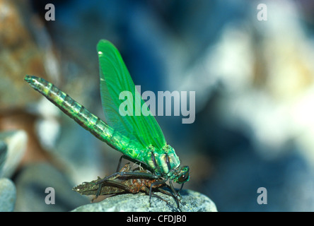 Grünes Darner Libelle (Anax Junius) Stockfoto