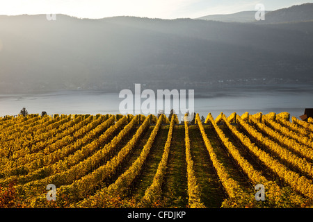 Weinberg und Okanagan Lake, Okanagan Valley, British Columbia, Kanada. Stockfoto