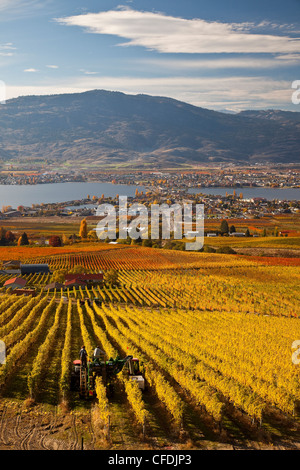 Ernte der Trauben im Weinberg in der Nähe von Osoyoos, Okanagan Valley, British Columbia, Kanada. Stockfoto