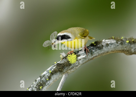 Gemeinsame Yellowthroat (Geothlypis Trichas) Essen eine Libelle, Okanagan Valley, südlichen British Columbia, Kanada Stockfoto