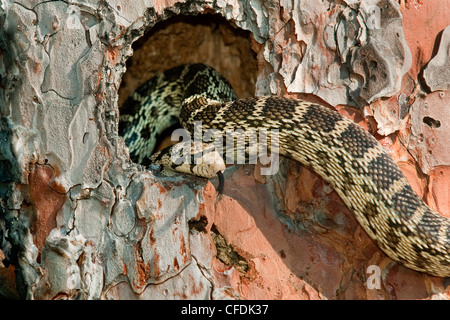 Gopher Snake Pituophis Catenifer Jagd Stockfoto