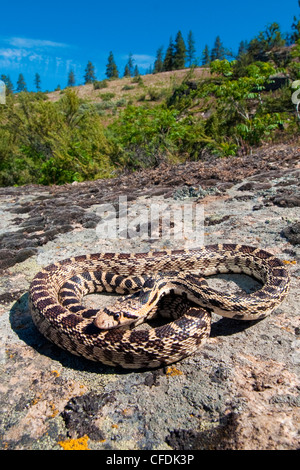 Gopher Snake (Pituophis Catenifer) Aalen, Okanagan Valley, südlichen British Columbia, Kanada Stockfoto