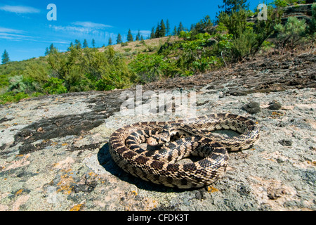 Gopher Snake (Pituophis Catenifer) Aalen, Okanagan Valley, südlichen British Columbia, Kanada Stockfoto