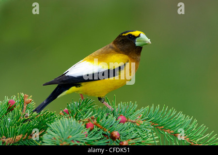 Männliche Abend Kernbeißer (Coccothraustes Vespertinus), südlichen British Columbia, Kanada Stockfoto