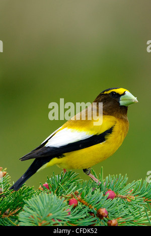 Männliche Abend Kernbeißer (Coccothraustes Vespertinus), südlichen British Columbia, Kanada Stockfoto