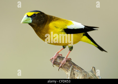 Männliche Abend Kernbeißer (Coccothraustes Vespertinus), südlichen British Columbia, Kanada Stockfoto