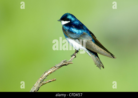 Männlicher Baum schlucken (Tachycineta bicolor), Okanagan Valley, südlichen British Columbia, Kanada Stockfoto