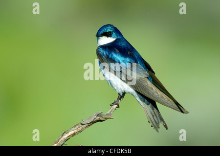 Männlicher Baum schlucken (Tachycineta bicolor), Okanagan Valley, südlichen British Columbia, Kanada Stockfoto