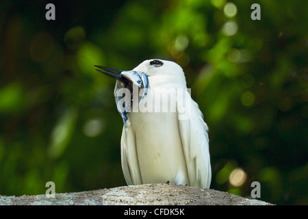 Erwachsenen weißen Seeschwalbe (Gygis Alba) mit zwei Fische für ihre Küken, Lord-Howe-Insel, New South Wales, Australien Stockfoto