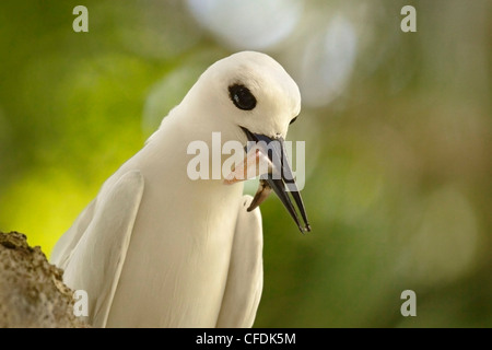 Erwachsenen weißen Seeschwalbe (Gygis Alba) mit Tintenfisch im Schnabel, Lord-Howe-Insel, UNESCO-Weltkulturerbe, New-South.Wales, Australien Stockfoto