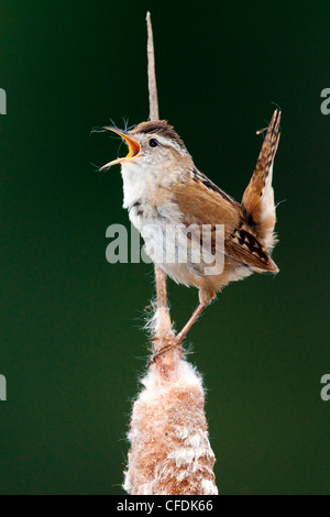 Männliche Marsh Wren (Cistothorus Palustris) fordert Gebiet, Okanagan Valley, südlichen British Columbia, Kanada Stockfoto