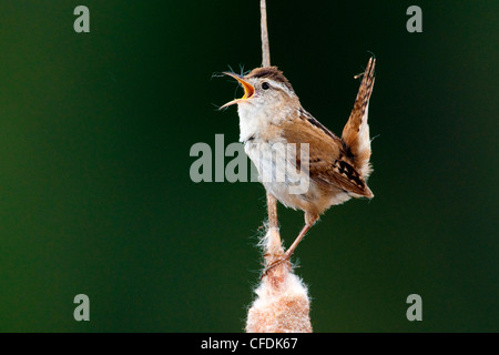 Männliche Marsh Wren (Cistothorus Palustris) fordert Gebiet, Okanagan Valley, südlichen British Columbia, Kanada Stockfoto