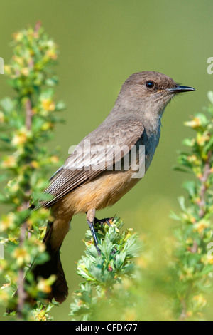 Say'sche Phoebe (Sayornis Saya), Okanagan Valley, südlichen British Columbia, Kanada Stockfoto