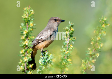 Say'sche Phoebe (Sayornis Saya), Okanagan Valley, südlichen British Columbia, Kanada Stockfoto