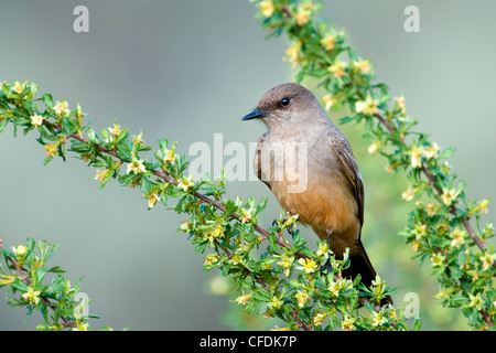 Say'sche Phoebe (Sayornis Saya), Okanagan Valley, südlichen British Columbia, Kanada Stockfoto