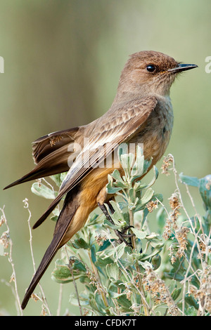 Say'sche Phoebe (Sayornis Saya), Okanagan Valley, südlichen British Columbia, Kanada Stockfoto