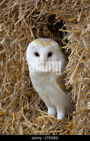 Schleiereule (Tyto Alba), gefangen, Strohballen, Barn Owl Zentrum, Gloucestershire, England, Vereinigtes Königreich, Europa Stockfoto
