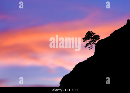 Ponderosa Pine, Vaseaux Lake Provincial Park, Okanagan Valley, südlichen British Columbia, Kanada Stockfoto