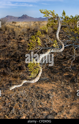 Westlichen Leier Schlange Trimorphodon biscutatus Stockfoto