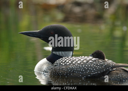 Loon mit Küken im Wasser, Muskoka, Ontario, Kanada Stockfoto