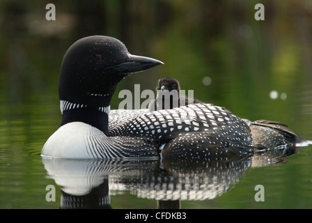 Loon mit Küken im Wasser, Muskoka, Ontario, Kanada Stockfoto