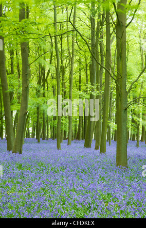 Glockenblumen (Hyacinthoides non-Scripta) in Wäldern, Ashridge Estate, Hertfordshire, England, Vereinigtes Königreich, Europa Stockfoto