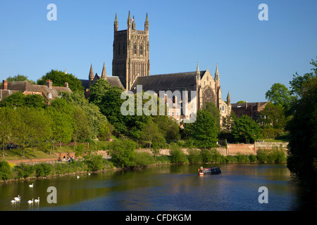 Höckerschwäne und Kahn am Fluss Severn, Frühjahr Abend, Worcester Cathedral, Worcester, Worcestershire, England, Vereinigtes Königreich Stockfoto