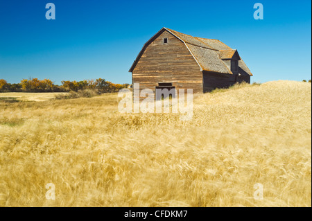 Alte Scheune/Wind-durchgebrannten Weizen in der Nähe von Central Butte, Saskatchewan, Kanada Stockfoto