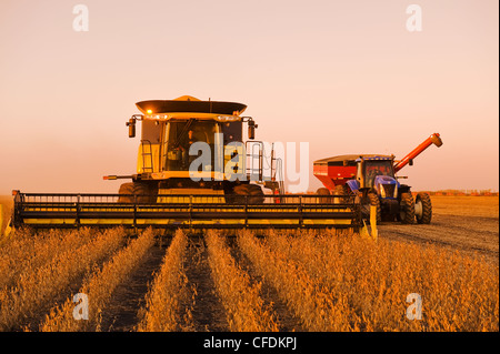 Ein Mähdrescher und Getreide Wagen während der Soja-Ernte, in der Nähe von Lorette, Manitoba, Kanada Stockfoto