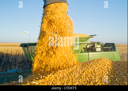Ein Mähdrescher mündet in einem Getreide Wagen unterwegs während der Futtermais Ernte, in der Nähe von Niverville, Manitoba, Kanada Stockfoto