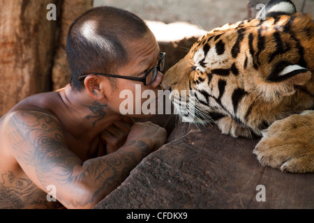 Freundlich begegnet der Mönch mit Tiger bei Pha Luang Ta Bua (Tempel der Tiger), in der Nähe von Kanchanaburi, Thailand Stockfoto