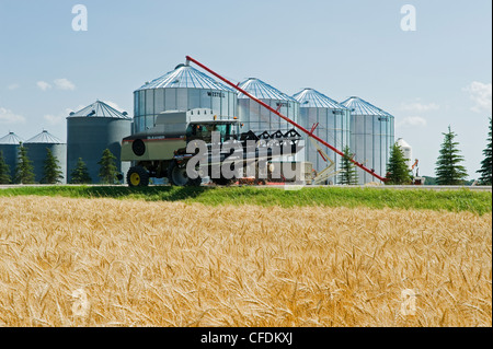 Ein Mähdrescher übergibt Korn Lagerplätze und ein Winter-Weizen-Feld auf dem Weg bis zur Ernte, in der Nähe von Lorette, Manitoba, Kanada Stockfoto