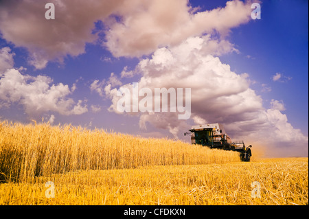 Ein Mähdrescher Harvester arbeitet in einem Feld von Winterweizen, Cumulonimbus Wolke sammeln sich in den Himmel, in der Nähe von Lorette, Manitoba, Kanada Stockfoto