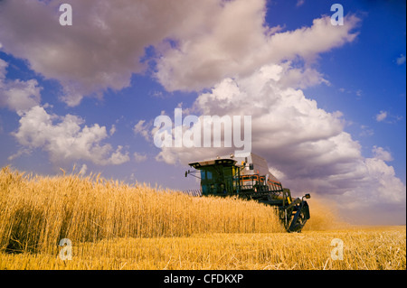 Ein Mähdrescher Harvester arbeitet in einem Feld von Winterweizen, in der Nähe von Lorette, Manitoba, Kanada Stockfoto